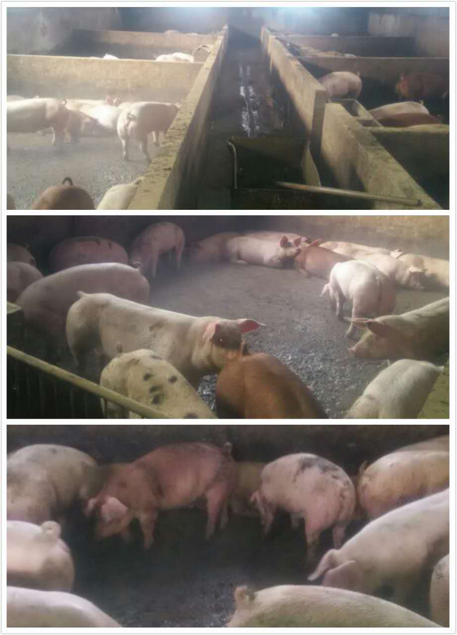 牡丹江富硒生态肉猪生猪养殖 牡丹江优质绿色专业养殖生猪