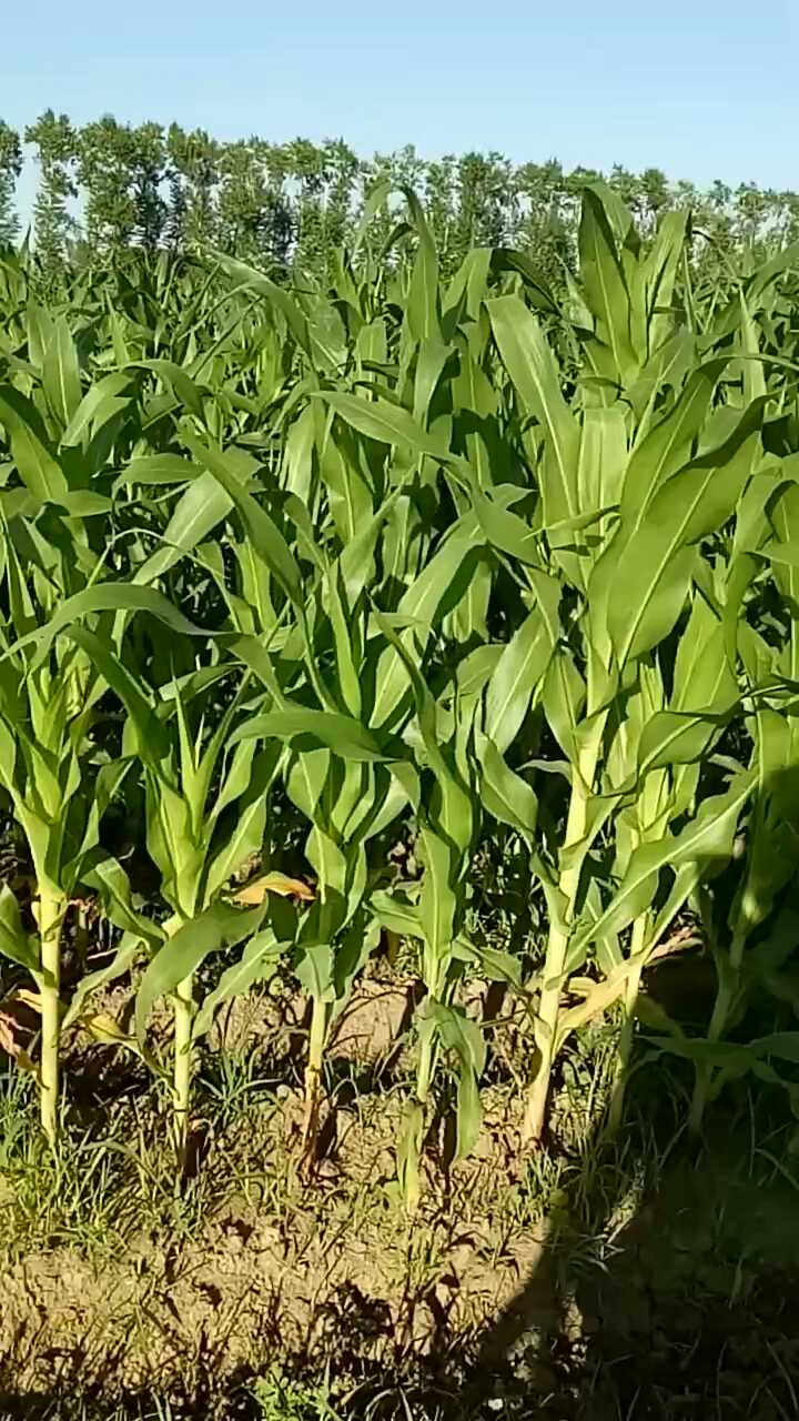 哈尔滨专业高产玉米种植基地 依兰优质绿色农场种植玉米供应