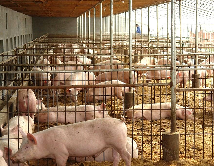 山西养猪场供应各类小猪崽19