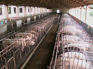 山西养猪场供应各类小猪崽16