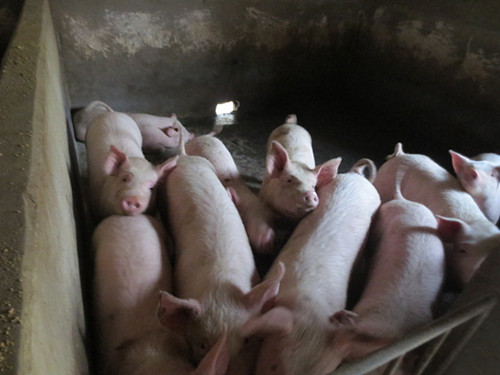 山西养猪场供应小猪崽15