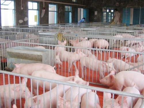 山西养猪场供应各种小猪崽12