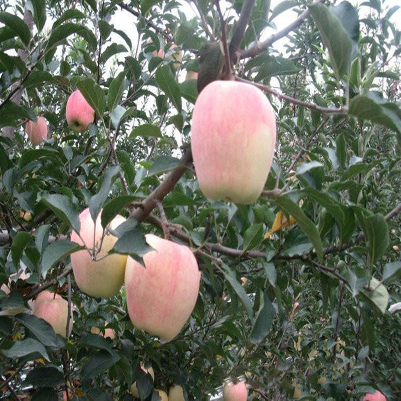 红富士苹果苗 烟富三号苹果苗出售 现货供应苹果苗