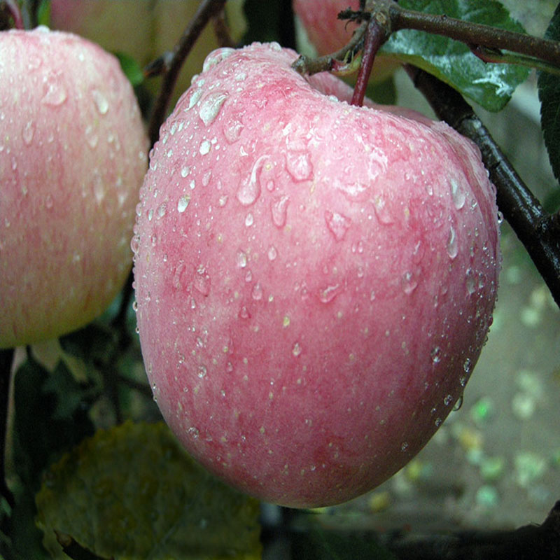基地直销苹果苗 当年结果苹果苗 出售优质苹果苗