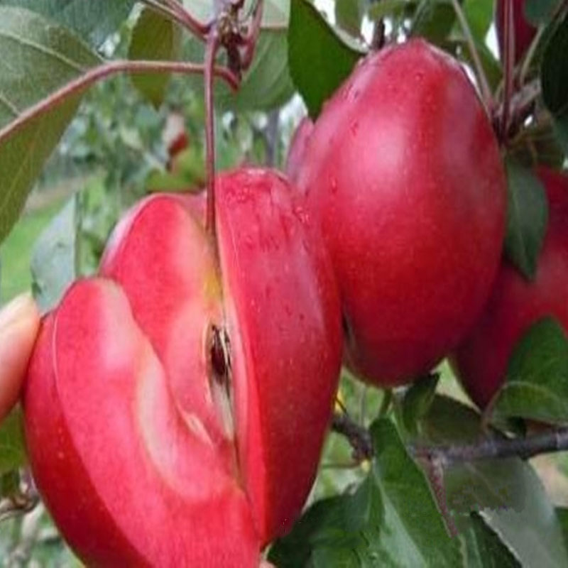 红肉苹果苗直销 苹果苗供应 直销当年结果苹果苗