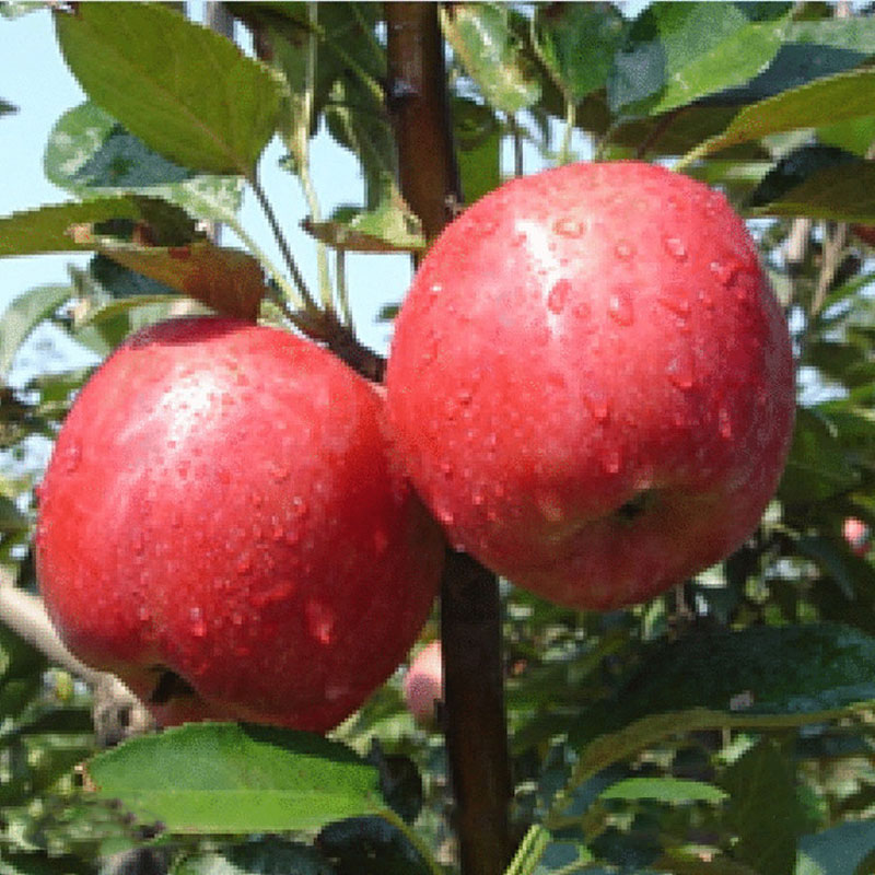 苹果苗 苹果苗价格 苹果苗种植基地