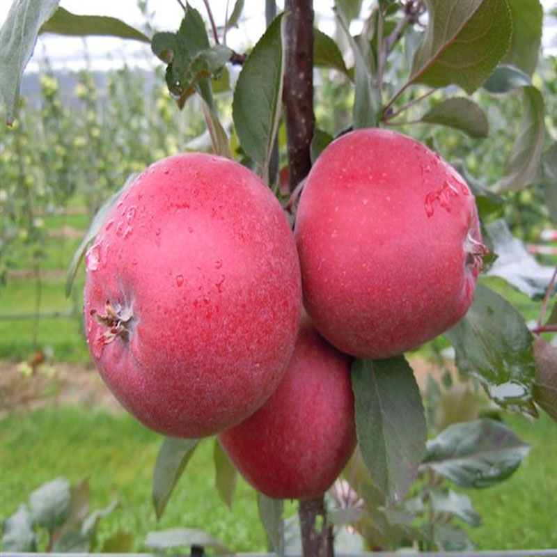 苹果苗出售 红将军苹果苗价格 苹果苗供应