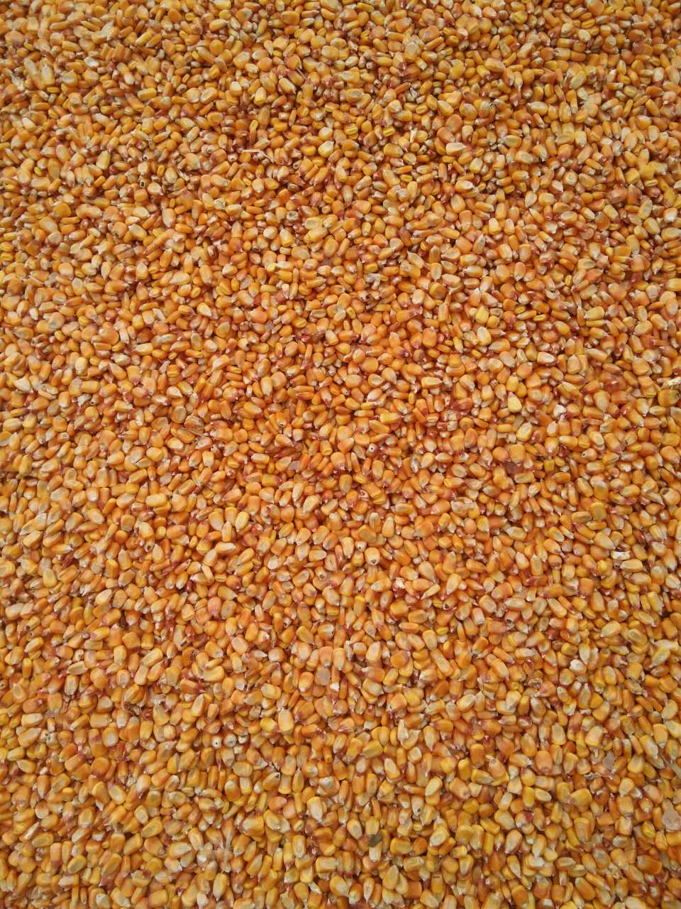 牡丹江当地玉米加工收购 海林杂粮玉米销售