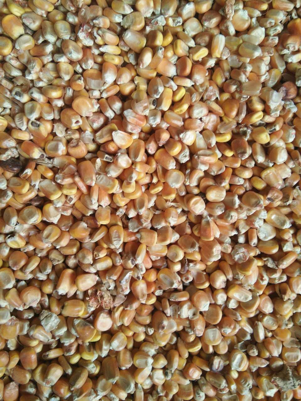 海林厂家玉米加工技术 海林粮食专业收购项目