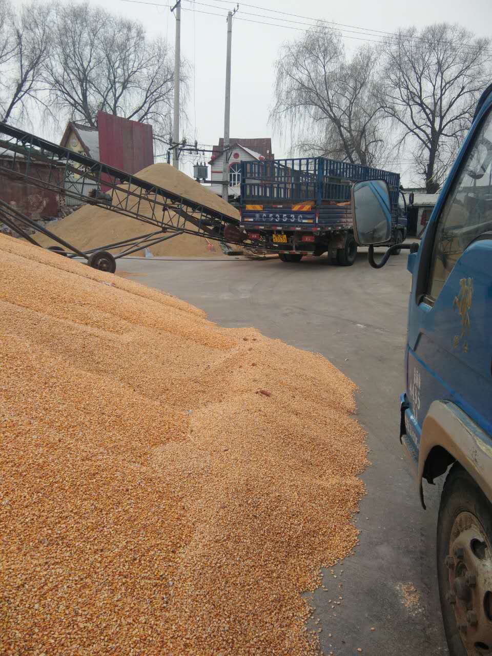 海林2016年粮食大量储藏销售 海林新货玉米储藏现货供应