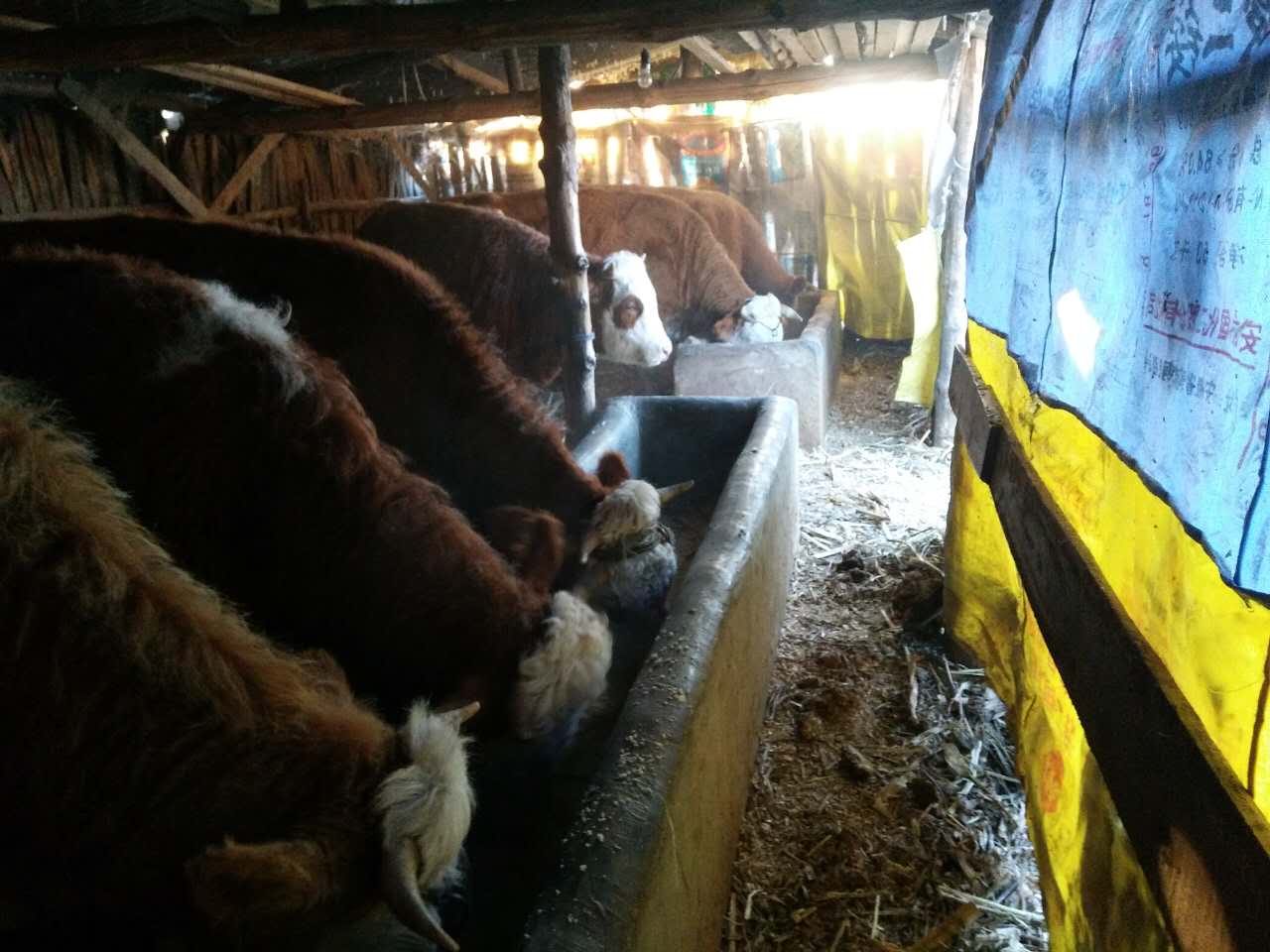 哈尔滨肉牛养殖利润空间 哈尔滨小黄牛价格一头