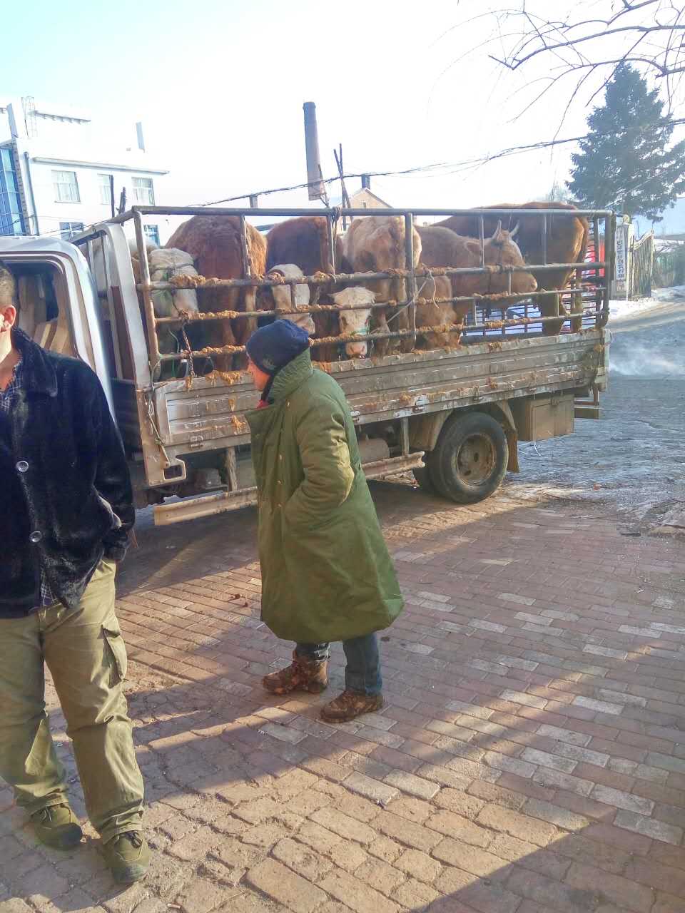 哈尔滨2016年肉牛价格 木兰肉牛繁育出售收购价格