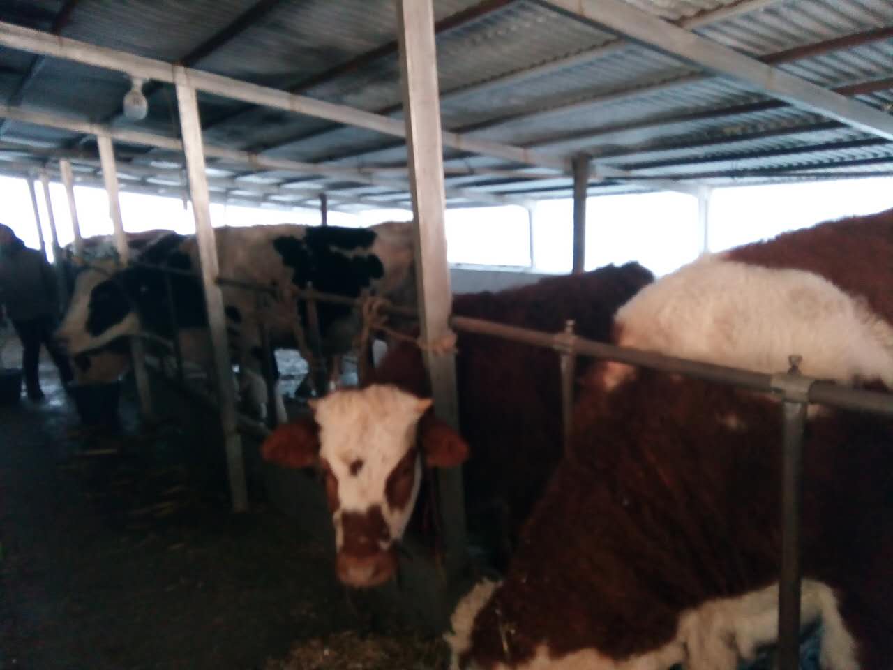 黑龙江黄肉牛价格可以买到 木兰优质农家活牛价格