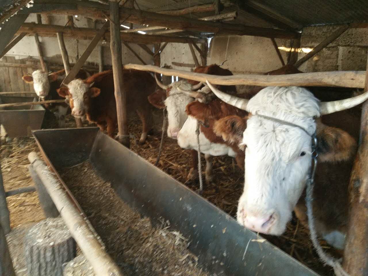 木兰大型养牛基地较好的肉牛品种 哈尔滨纯种绿色健康肉牛货源 您身边的肉
