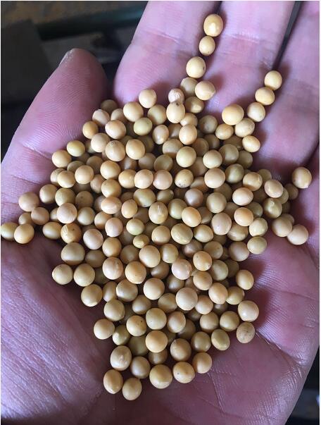 勃利当地黄豆收购厂家 勃利农户自种黄豆 营养**食品