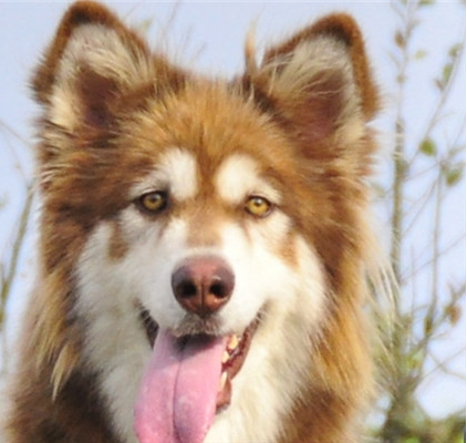 明欣宠物/泰州阿拉斯加犬/阿拉斯加雪橇犬