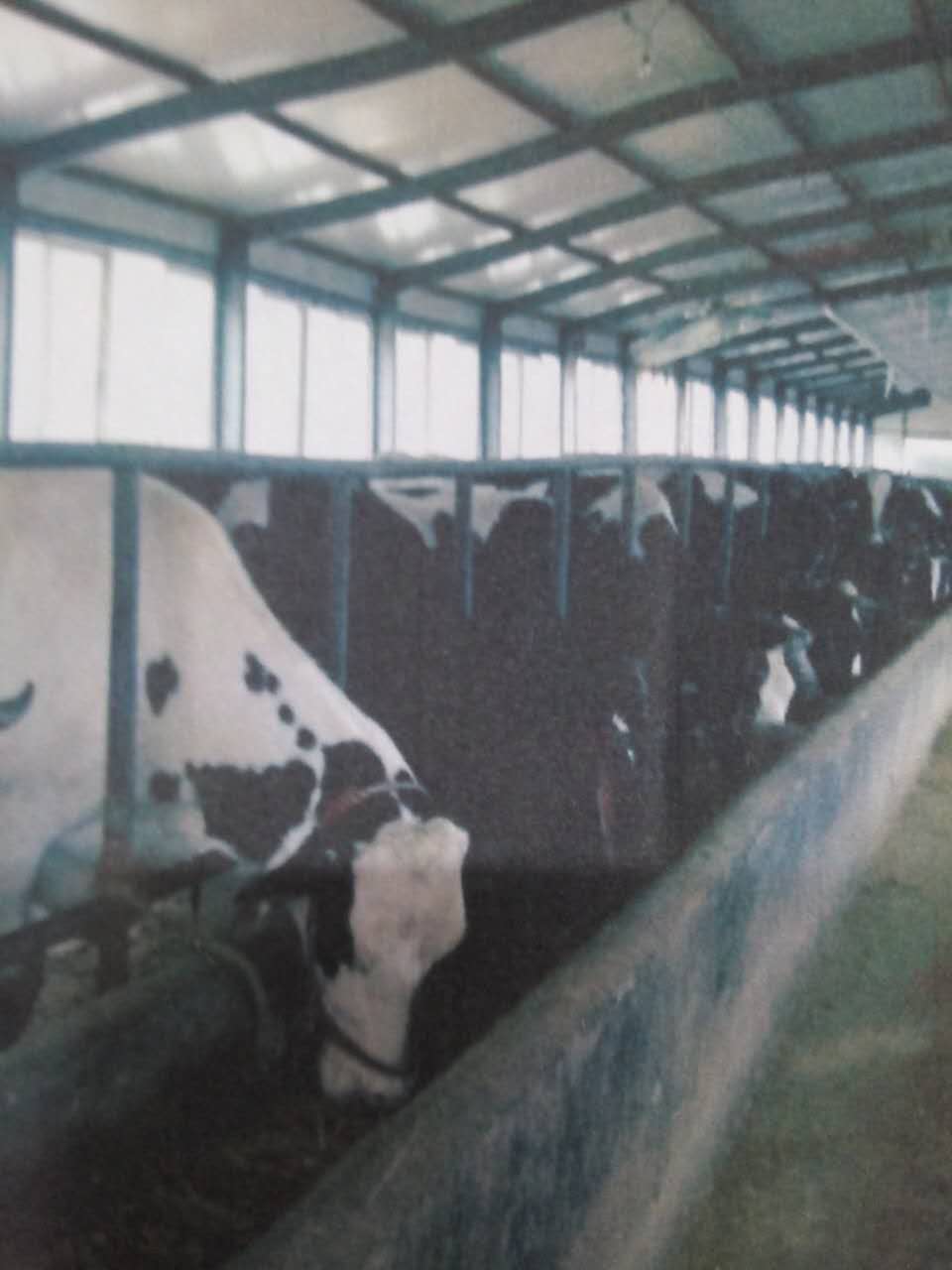 黑龙江克东当地鲜奶纯奶出售 克东原产地营养鲜奶货源