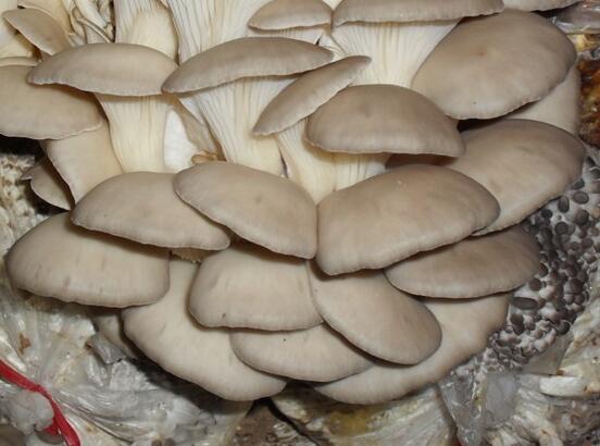 牡丹江食用菌种植平菇大量批发 牡丹江市鲜品平菇批发鲜平菇货源