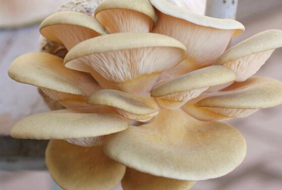 黑龙江食用菌种元蘑种植出售 牡丹江供应品质上乘元蘑低价热卖元蘑