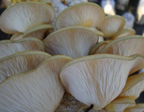 牡丹江低价热卖元蘑大量现货 东北特产绿色食用元蘑精品供应