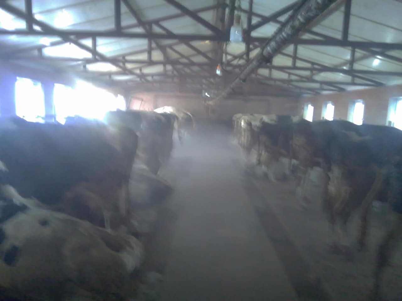 双城奶牛养殖，黑龙江奶牛养殖价格 如何选奶牛
