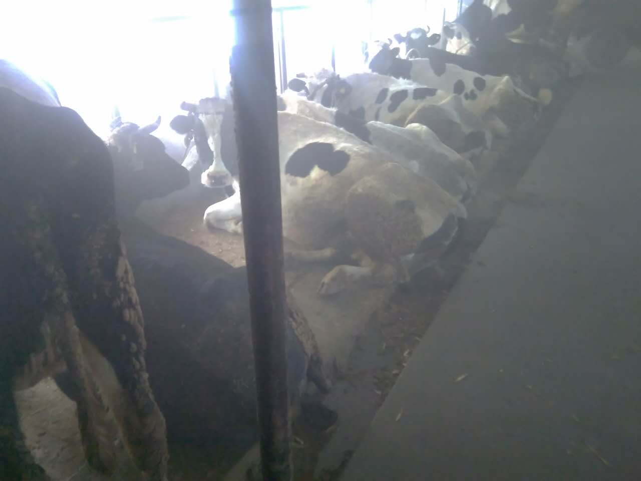 黑龙江养殖专业户，奶牛养殖，养牛技术学习，如何养殖奶牛