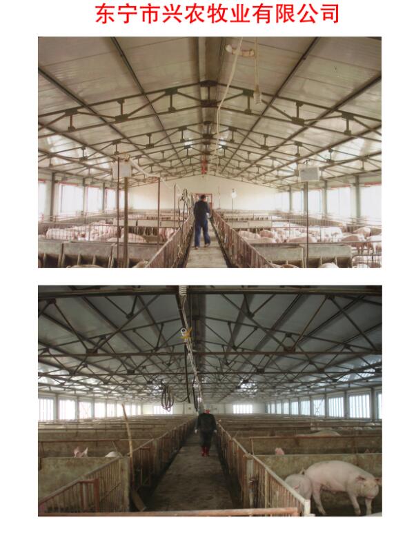 东宁牧业公司大型生猪养殖场 东宁散养绿色生态猪养殖