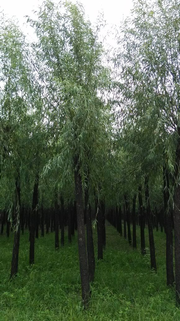 优质速生柳批发——大汉绿洲园林
