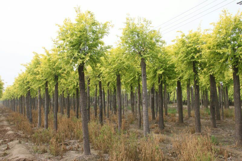 保定优质金叶榆批发——大汉绿洲园林