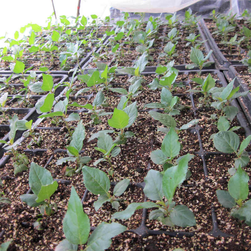 好项目蓝莓苗 山东肥城传耀基地供应优质蓝莓果树苗