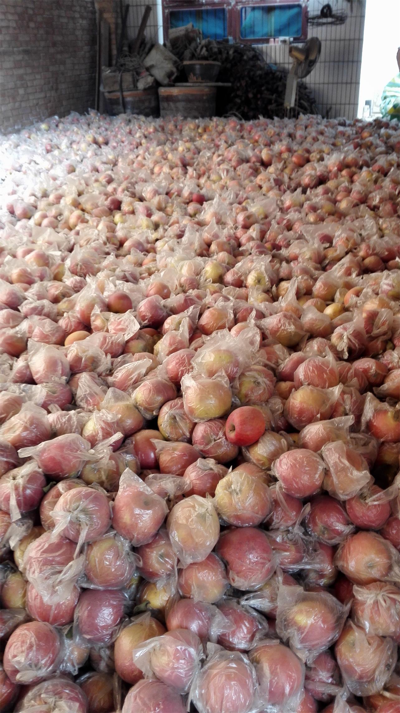 陕西优质土窖膜袋红富士苹果批发价格 陕西水果申请