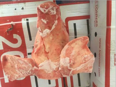 专业批发德国202猪头 厂家直销猪头 带耳朵不带舌头猪头