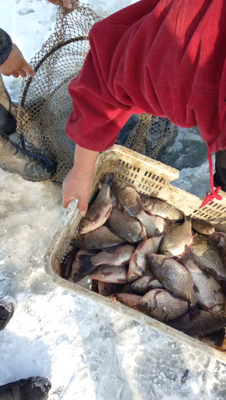 牡丹江绿色营养鱼产品大量现货 牡丹江大型专业养鱼场各种鱼类批发
