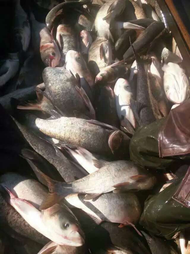 牡丹江水产品养殖低价批发销售 牡丹江渔业鱼产品供应