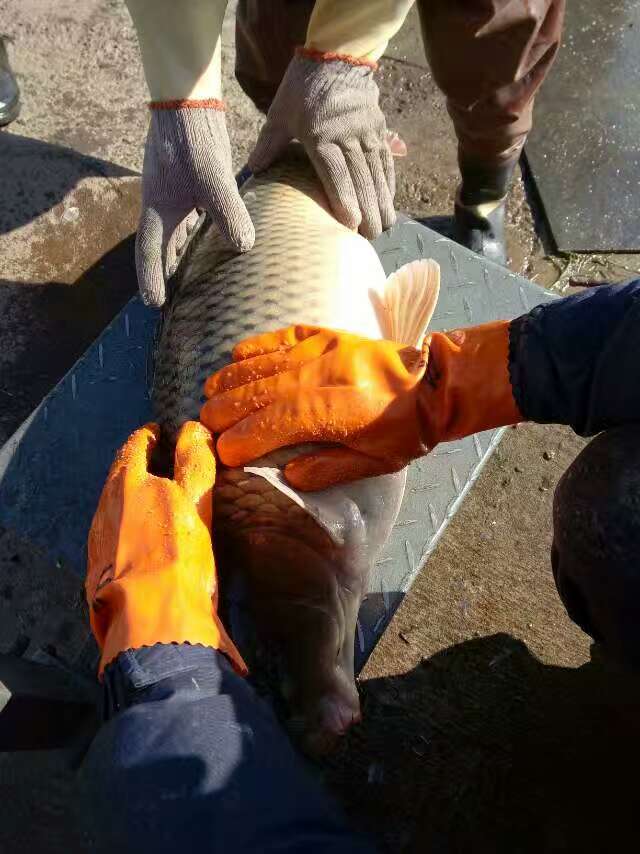 牡丹江渔业养殖场低价处理大量鱼 厂家出售鲤鱼胖头鱼白鲢鱼