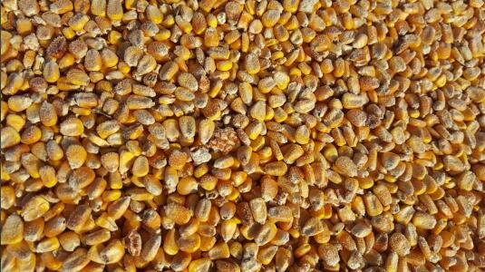 密山玉米种植价格 选择玉米种植的关键是什么