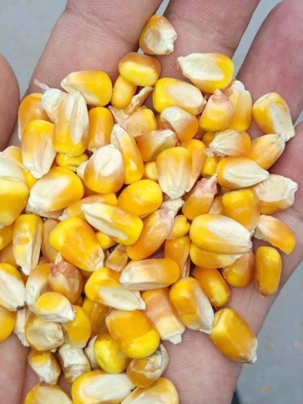 玉米种植技术选哪家 密山玉金秋玉米专业合作社