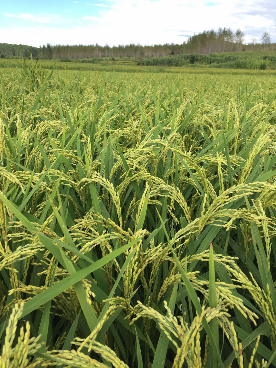 哈尔滨当地新米水稻收购销售厂家 东北黑龙江正宗**水稻直销