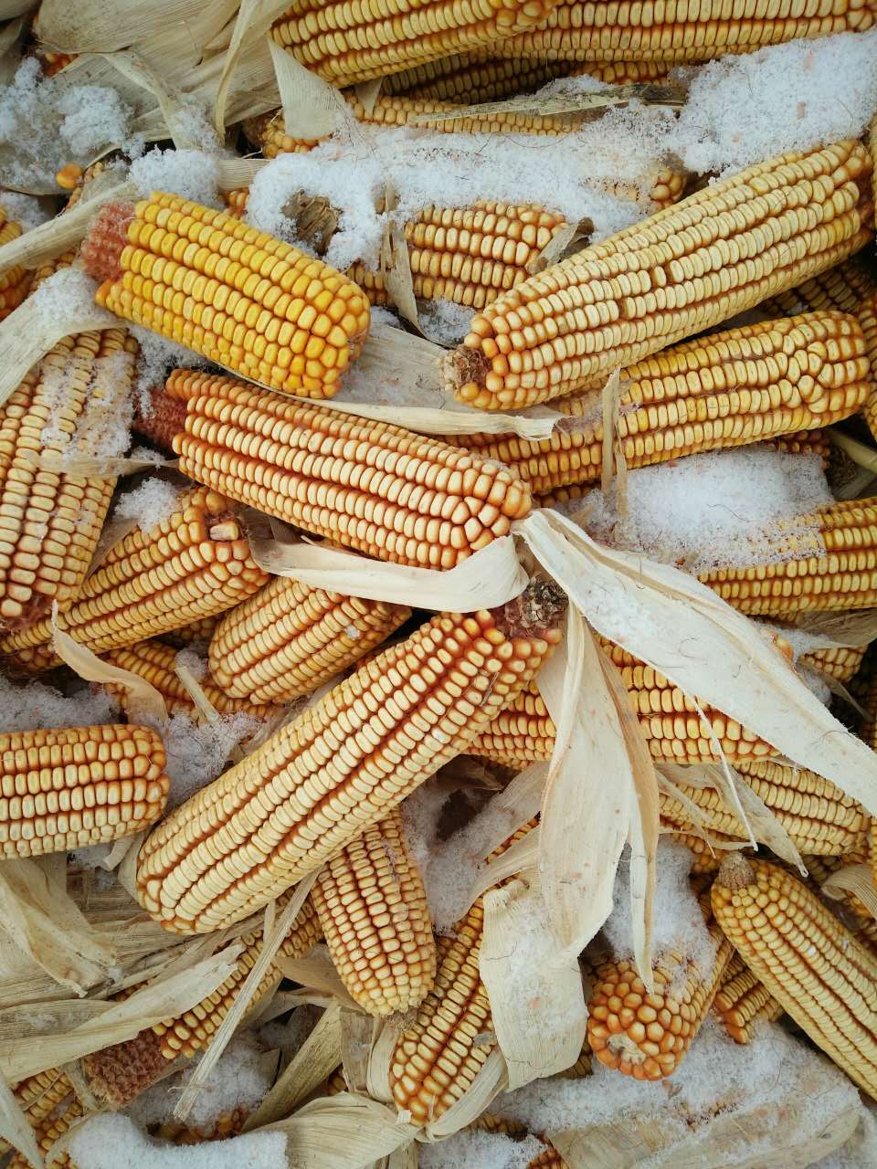 海林农家特产营养绿色玉米 海林厂家供应优质玉米 饲料用玉米