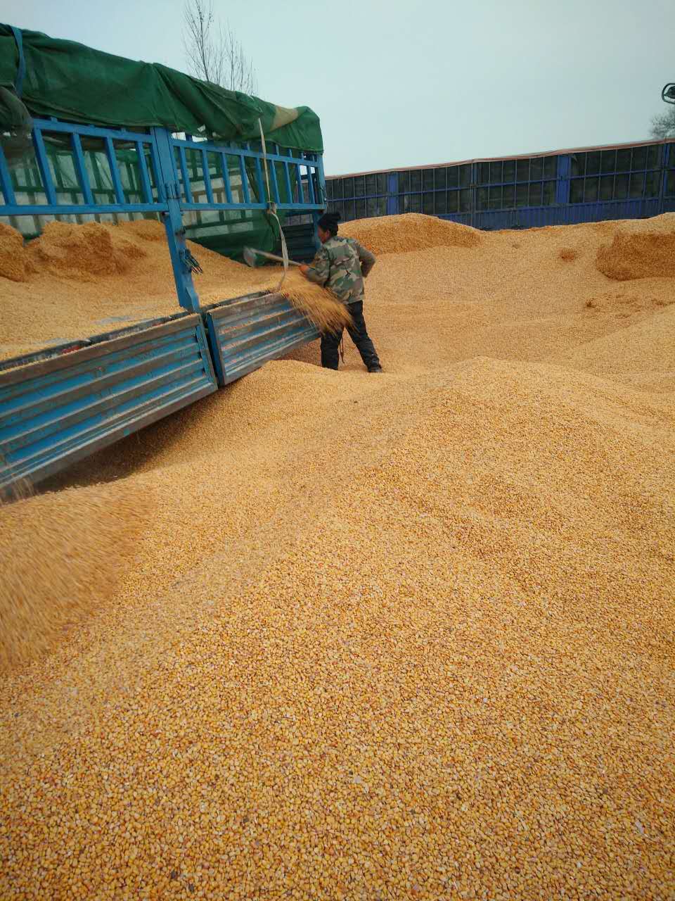 东北优质****玉米现货 优质粮食玉米高产品种供应