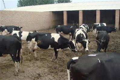 佳木斯供应奶牛养殖业 佳木斯黑白奶牛养殖出售鲜奶 专业品质