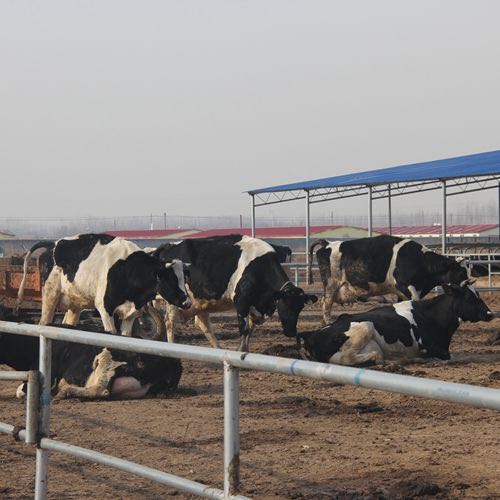 佳木斯产奶量高黑白花奶牛 品质好 佳木斯大型奶牛养殖场