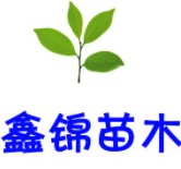 红肉蜜柚苗广东哪里种植好|韶关哪里买三红蜜柚苗正宗