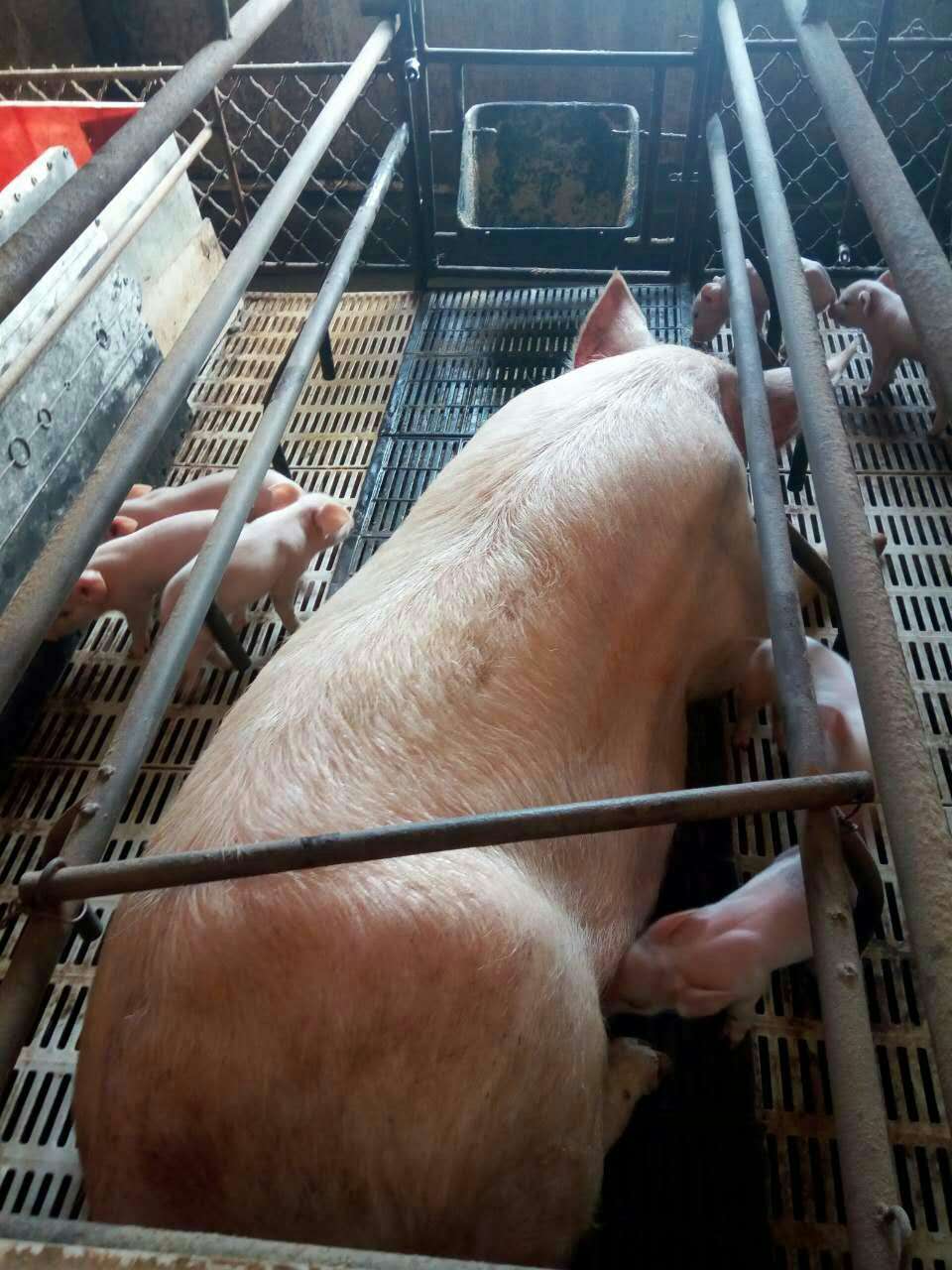 鸡东大型仔猪猪苗猪养殖繁育基地 大量批发肉猪 可优惠