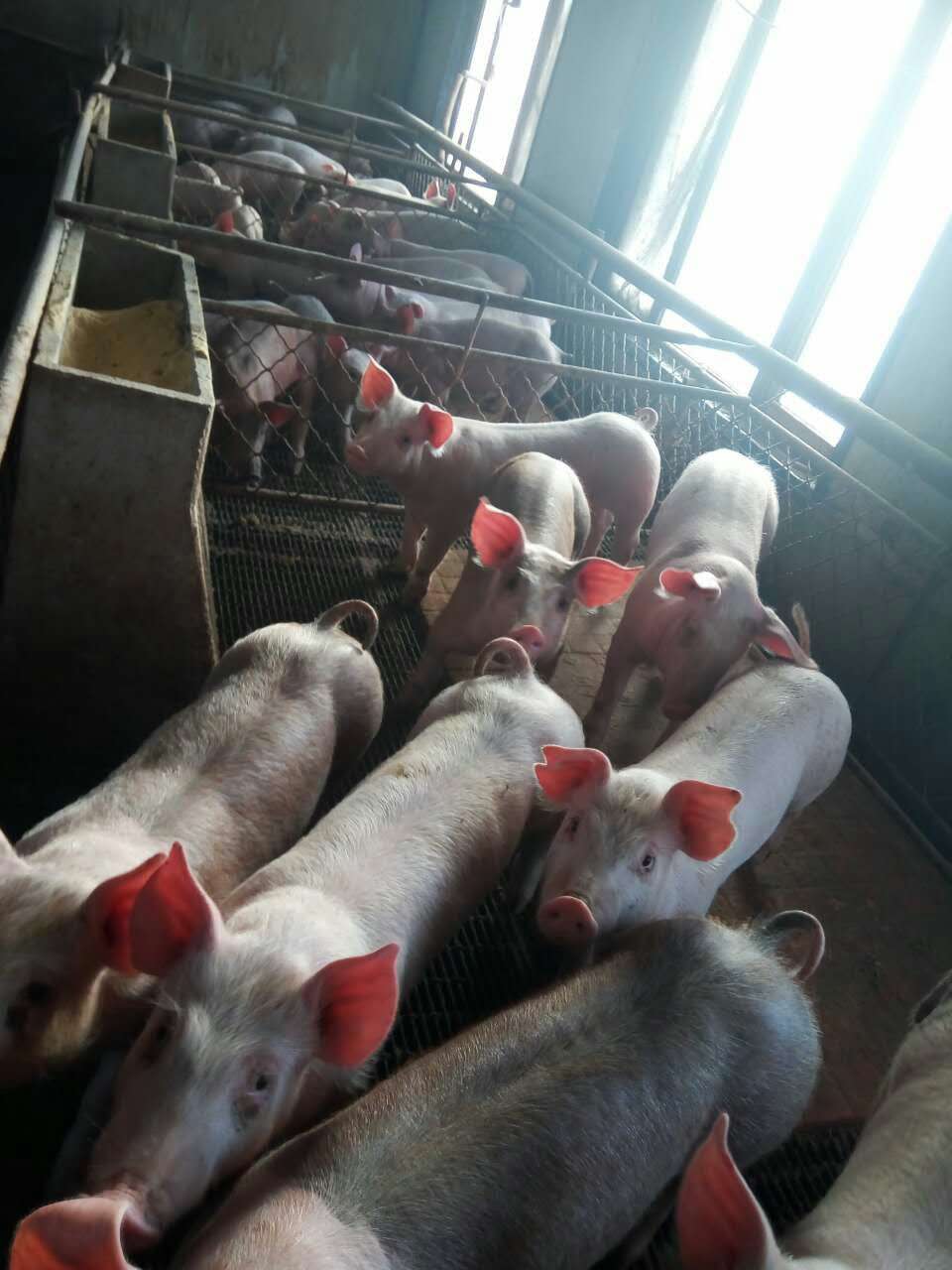 肉猪生猪产地直销 肉猪猪苗价格 专业养殖场健康肉猪