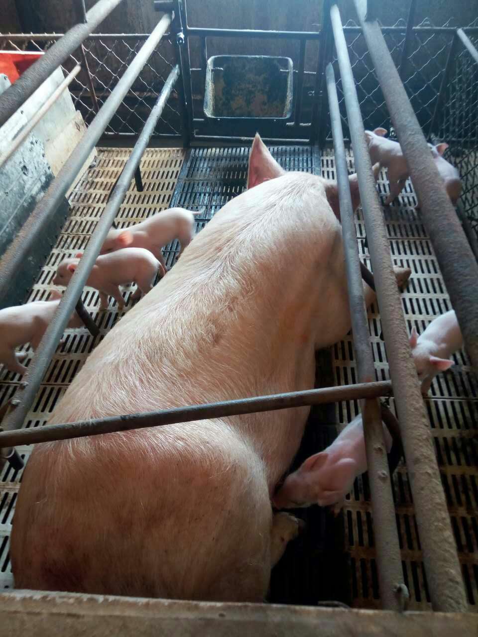 鸡东肉猪价格可以买到 鸡东养猪场直销生态绿色肉猪