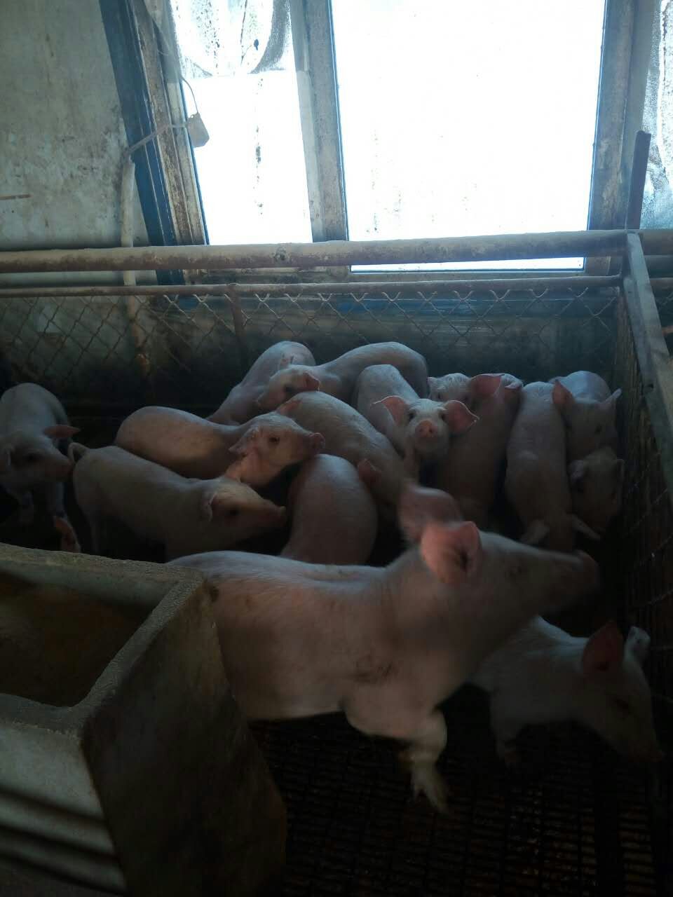 鸡东猪养殖合作社供应生猪肉猪 肉猪生态养殖 绿色安全