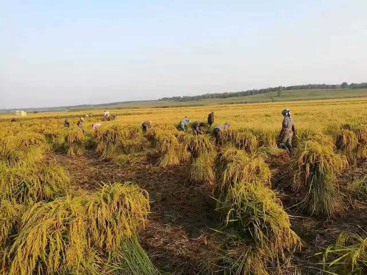 黑龙江绿色农产品水稻稻谷 虎林高产水稻种植合作社