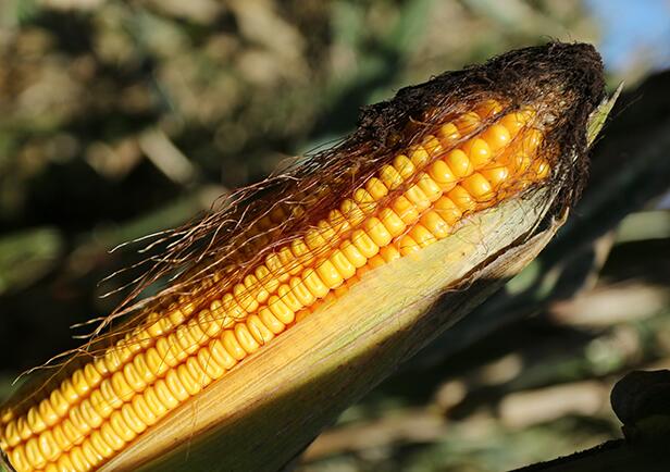 虎林绥玉7号农家玉米种子 早熟抗病强玉米种子供应