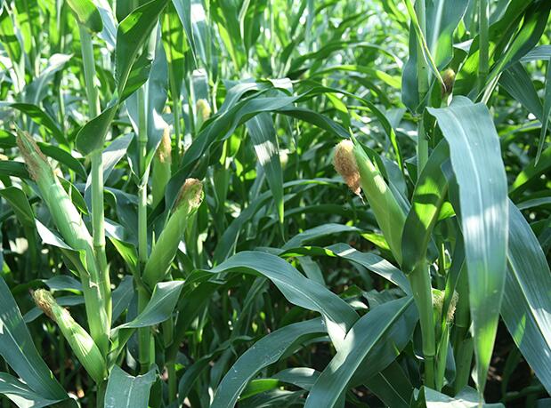 虎林专业玉米种子供应商 品种齐全 批发玉米种植农作物种子